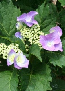 CABBAGE PATCH HYDRANGEA JUST RELEASED 3 GALLON LIMITED SUPPLY