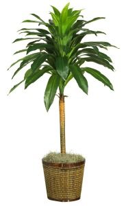 44 Calathea Silk Palm Floor Plant Real Touch New