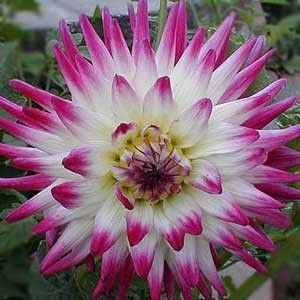 Dahlia Cactus Seeds Great Variety Big Blooms Intensive Colours 