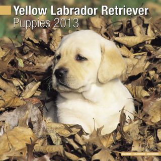 Yellow Labrador Retriever Puppies 2013 Calendar 10202 13