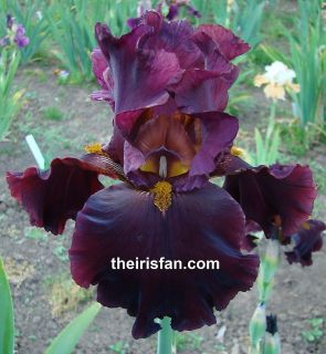 CANNONBALL Tall Bearded Iris ruffled red wine