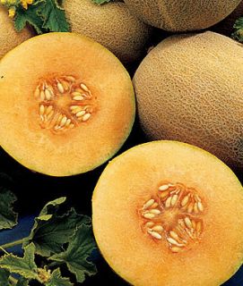Honey Rock Cantaloupe Seeds Sweetest Melon Ever