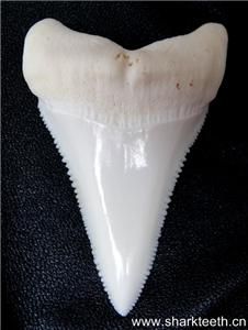 433Modern Great White Shark Tooth Teeth 2