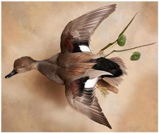 Beautiful Gadwall Drake Duck Taxidermy Bird Hunt Decor