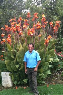 Tiger Canna Lily Rhizomes Flower Bulbs Planta Added Orders Can Get 