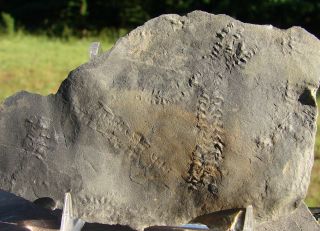 trilobite tracks this slab has around 19cm of tracks this slightly 
