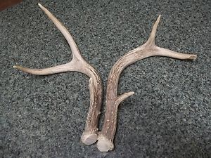 Antlers Matched Pair Small and Cute Horns Shed Deer