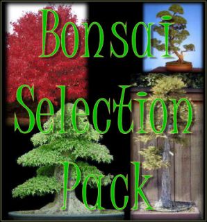 Bonsai Seeds Selection Pack Trident Juniper Redwood Maple