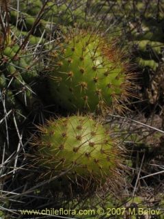 image of eulychnia castanea altitude 0 25 m 2 8 2007