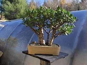 Jade Tree Bonsai Grove Planting   Easy Care, Indoor, Beautiful