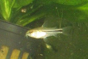 Pygmy Corydoras Cory Catfish Live Freshwater Aquarium Fish