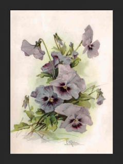 catherine klein antique botanical chromolithograph this small and 