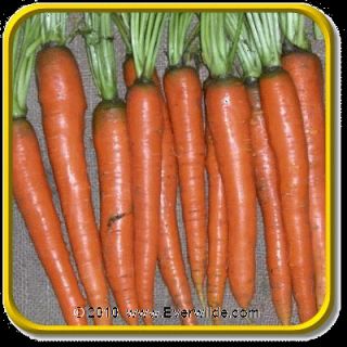   with great flavor and high quality roots this carrot matures in 75