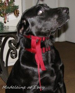 Cesar Millan Red Illusion Collar for Dogs Rehabilitation. Large 10 23 