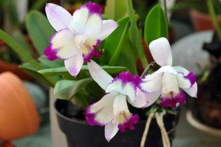 LC Hwa Yuan Angel Little Beauty Near Blooming Sized Orchid Plant 