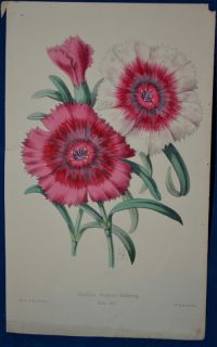 Dianthus  hand Colored Botanical James Andrews Floral Magazine 1860 