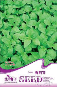 Catnip Seed 50 Rare Herb Seed Catnip Seed Chinese Popular Good Effect 