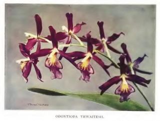 14 orchids for everyone 1910 author curtis charles henry