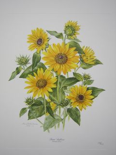 Anne Dowden Prairie Sunflower LTD ED Print SIGNED