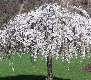 White Dwarf Weeping Snow Cherry Tree 12 15 in Bonsai Flowering Shade 