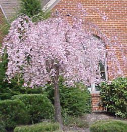Hardy Ornamental Weeping Cherry Tree Seeds Beautiful Pink Blooms