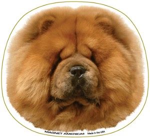 chow chow magnet great magnet for proud dog owners or anyone who loves 