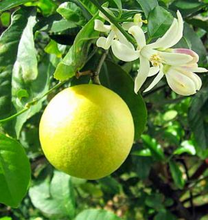 Hirts Meyer Lemon Tree Potted Fruiting Size 8 Pot Fathers Day Gift