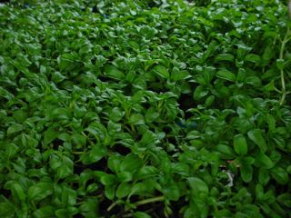 Pennyroyal Mint Very Fragrant Groundcover 100 Seed Free