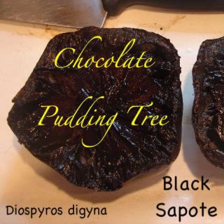 Superb LIVE CHOCOLATE PUDDING Fruit Tree BLACK SAPOTE NEGRO Diospyros