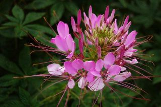 Cleome Spider Flower Pink Queen 100 seeds+FREE Free ship on