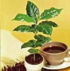DWF Coffee Bean Tree 10 Seeds Coffea Arabica Nana