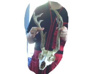 Vintage 4X3 Euro full skull Mule Deer Antlers Unusual & Unique