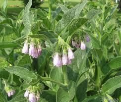 24 Fresh Dug Comfrey Root Plant Bare Root Herb Plant