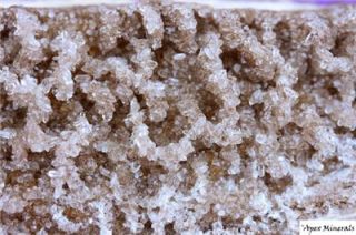 Alabama Petrified Wood Smoky Quartz Crystals RARE Loc