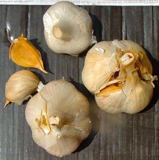 Elephant Garlic by the pound for eating or planting grown with