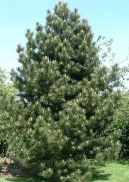 Conifer Collection Need No Stratifying Just Sow Grow