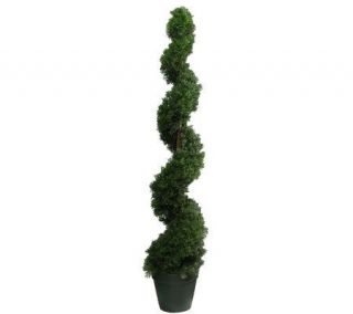 Spiral Cedar Topiary by Valerie —