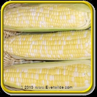 Lb   Xtra Tender 2170   Bulk Bi Color Hybrid Sweet Corn Seeds