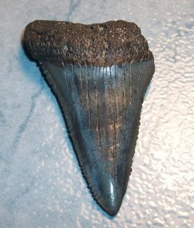 Great White Megalodon Fossil Shark Tooth Teeth 2 1 4 Inch
