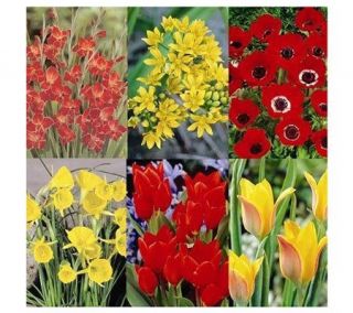 BJ Floral Direct Hot Spring/Summer Flower Garden —