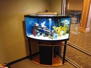  50 Gallon Corner Aquarium