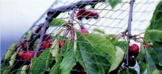 Garden Bird Netting Protect Fruit VEG Crops 2M Wide