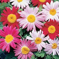 PAINTED DAISY SEEDS 25 FRESH SEEDS MULTI COLOR 