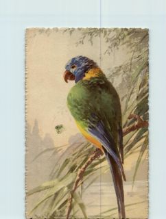Catharina Klein A Parrot on The Branch Antique Colored Postcard 171864