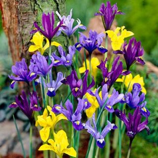  iris ships as bulb rhizome tuber plant type life cycle perennial
