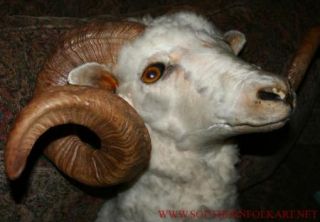 Mounted Dall Sheep RAM White Bighorn Barbarosa Taxidermy