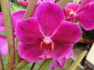 Vanda Roberts Delight Red Hybrid Orchid Plant