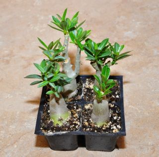  Desert Rose Adenium Obesum Bonsai Plant