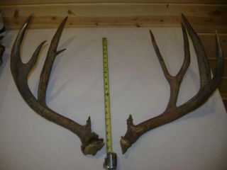 Large Set of 5 x 6 Mule Deer Antlers