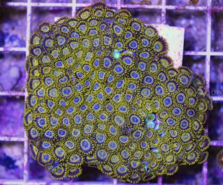 WA Live Coral Yellow Jacket Deepwater Zoanthid Colony zoas palys